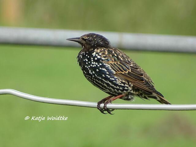 Star (Sturnus vulgaris) im Beltringharder Koog (Foto: Katja Woidtke)