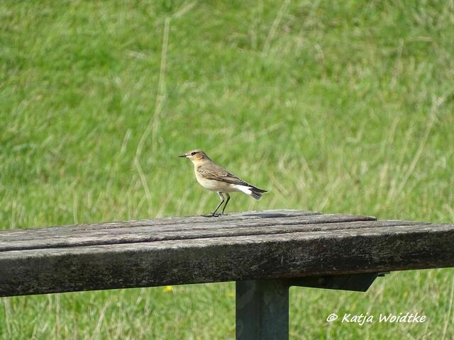 Zum Vogelkiek im Beltringharder Koog - junge Schafstelze? (Foto: Katja Woidtke)