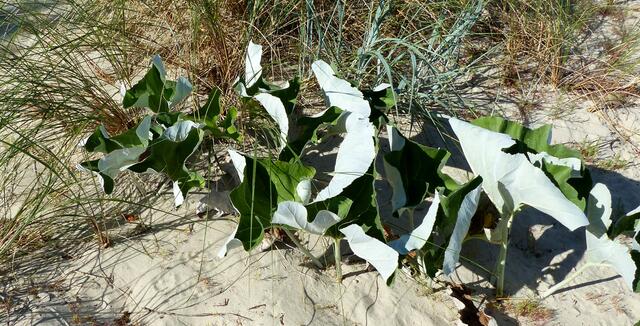 Was wächst denn dort im Dünensand?