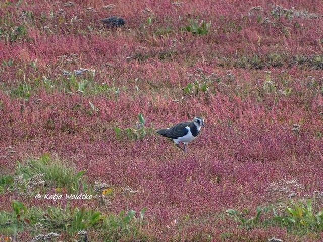 Kiebitz (Vanellus vanellus) im Beltringharder Koog (Foto: Katja Woidtke)