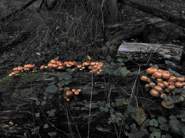 Die Pfanne wird voll!