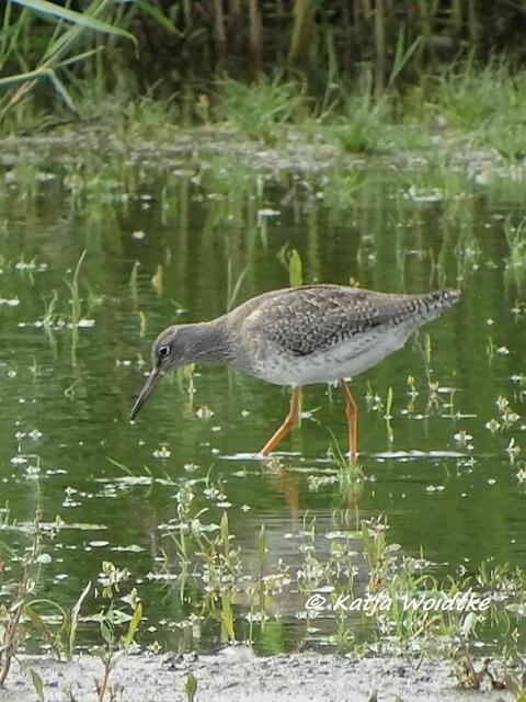 Schnepfenvogel im Beltringharder Koog (Foto: Katja Woidtke)