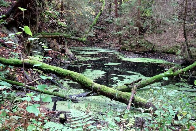 dieser kleine Teich hinter der Gaststätte Grüne Tanne stammt aus der Bergwerkszeit
