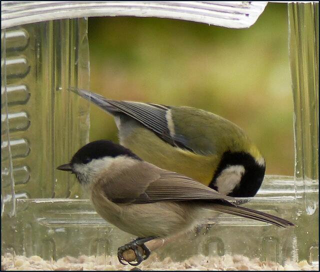 Sumpfmeise und Kohlmeise