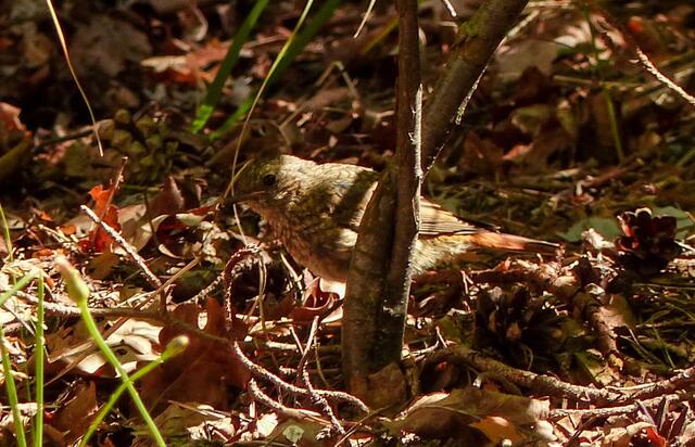 Gut getarnt zeigt sich sehr scheu und etwas versteckt auch ein Jungvogel.