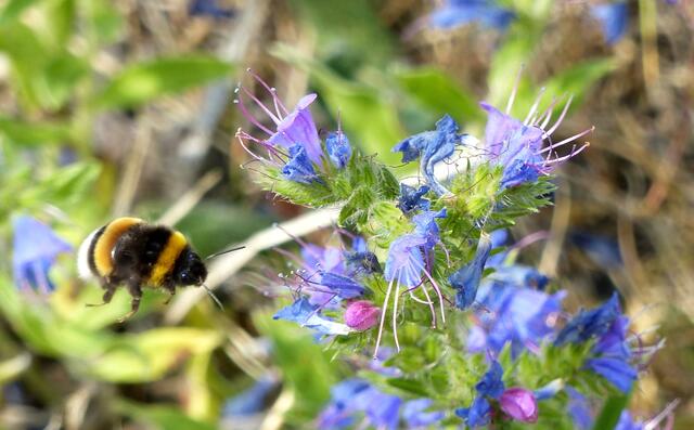 Erdhummel im Anflug auf den Natternkopf.