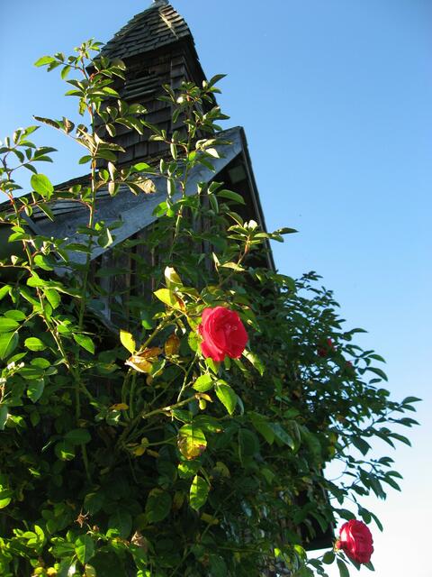 Letzte Rosen zieren die hölzerne Kapelle beim Weiler Gschwendt.