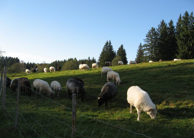 In dieser Wiese dürfen die Schafe die Arbeit mit dem "Rasen-Mähen" übernehmen. Ich nähere mich dem Ort Bad Bayersoien.