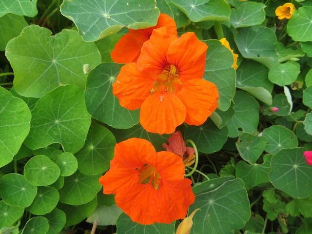 Kapuzinerkresse leuchtet uns entgegen.