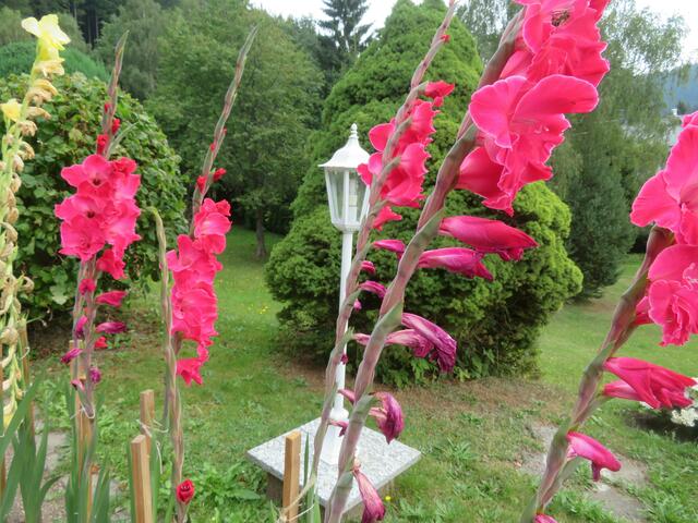 Gladiolen auf dem Grundstück.