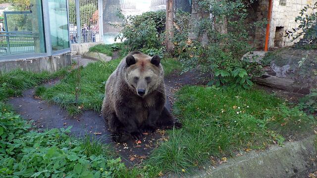 Mit O'Brain im Tierpark Bad Kösen am 15.10.2019 !