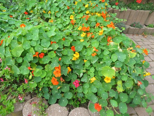 Auch die Blumen standen hier gut.