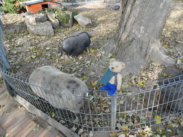 Mit O'Brain im Tierpark Bad Kösen am 15.10.2019 !