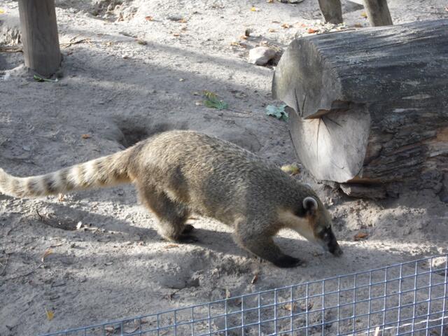 Mit O'Brain im Tierpark Bad Kösen am 15.10.2019 !