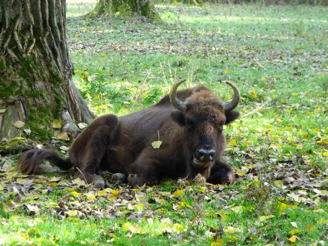 Nach dem Essen soll man ruh'n :-))))))))