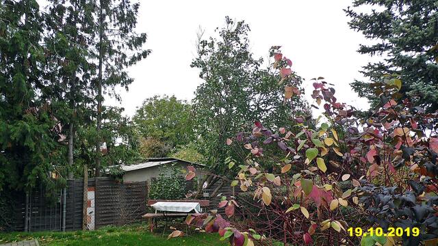 41  20.10.2019 - Sonntagsbilder - Fliederbaum (42) !  Temp: 7:13 11,7°C um 10:04 15,9°C / Es werden Höchsttemperaturen von 21° (gefühlt: 22°) und leichte Brise (9 km/h) aus Südost mit frischen Böen (28 km/h) erwartet. Es kommt zu Niederschlagsmengen von ≤ 0,1 l/m², die Niederschlagswahrscheinlichkeit beträgt 46%, die Sonne scheint 4,5 Stunden.