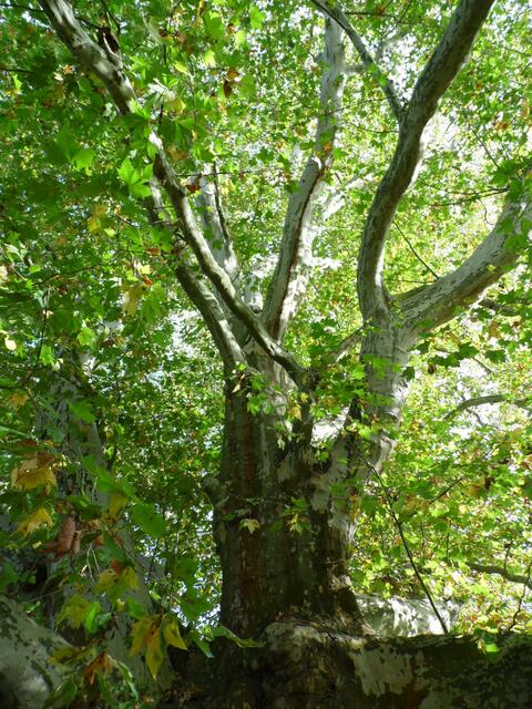 Ahornblättrige Platane auf dem Gelände des Parkes der Landesschule Pforta  am 18.10.2019 !