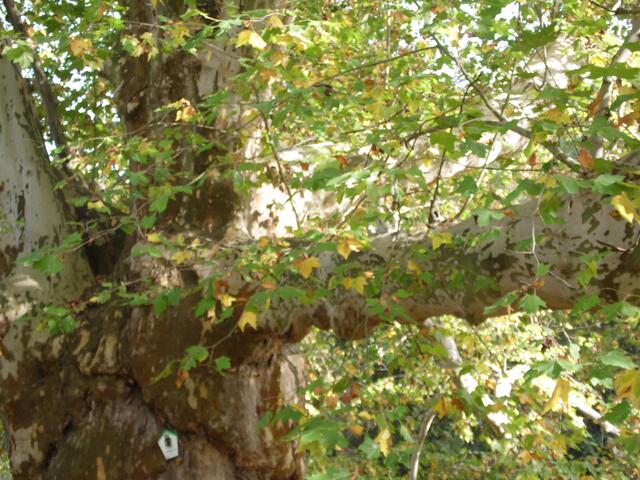 Ahornblättrige Platane auf dem Gelände des Parkes der Landesschule Pforta  am 18.10.2019 !