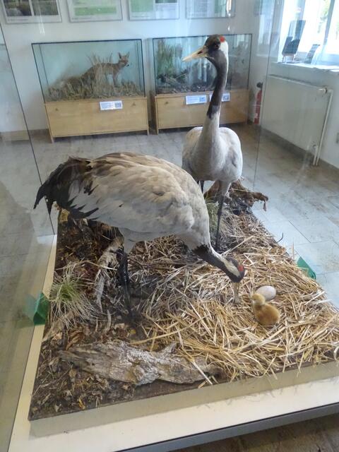 Kraniche im Kranichmuseum bei Zingst in Vorpommern