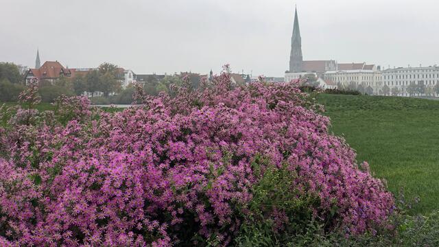 Über die Herbstwiese reicht die Sicht zur Altstadt mit dem mächtigen Dom. Foto: Helmut Kuzina