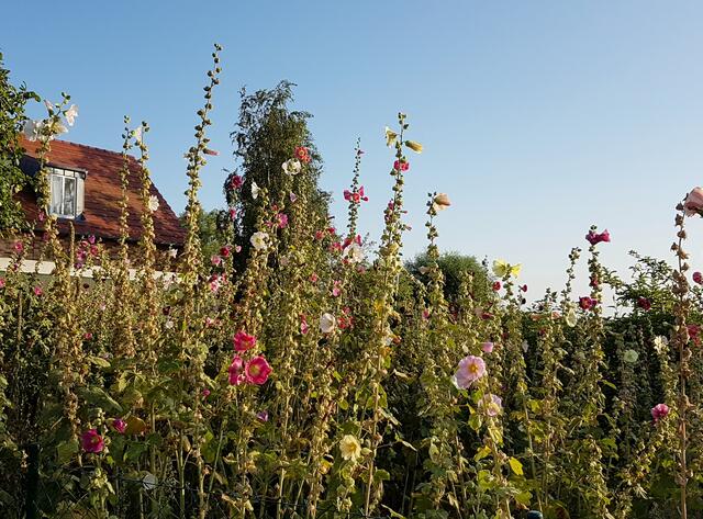 Ein wunderschön wilder Stockrosengarten.