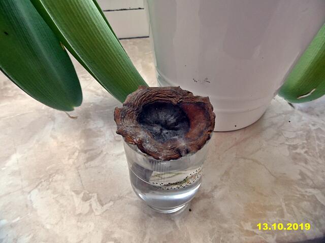 Das Leben eines Pilzes in einem Schnapsglas !