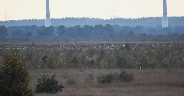 nur schwach weit hinten in der Niederung des Neustädter Moors sind sie zu sehen