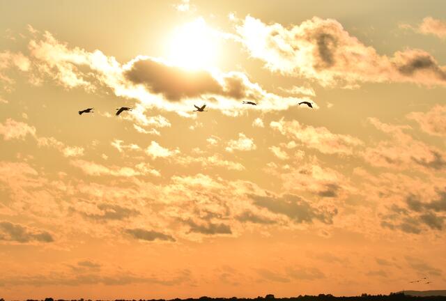 SonnenVögel