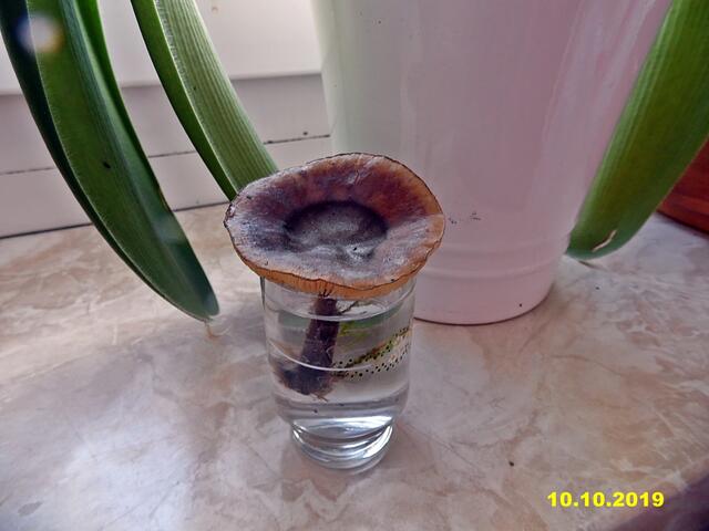 Das Leben eines Pilzes in einem Schnapsglas !