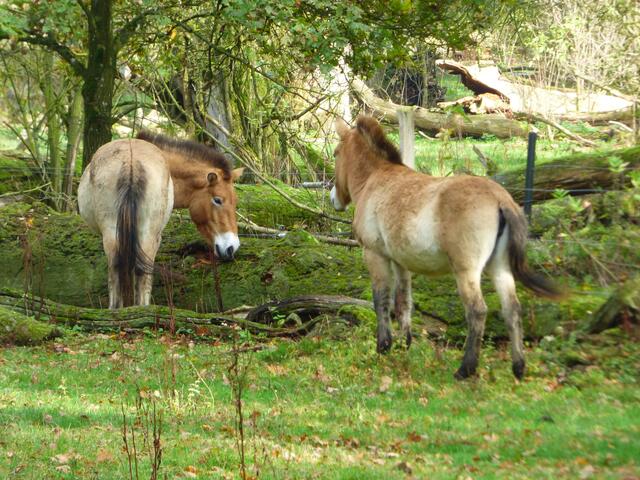 Przewalski-Pferde ( für mich immer irgendwie unausprechlich :-) ): https://de.wikipedia.org/wiki/Przewalski-Pferd