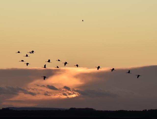 Kraniche fliegen auch bei Nacht