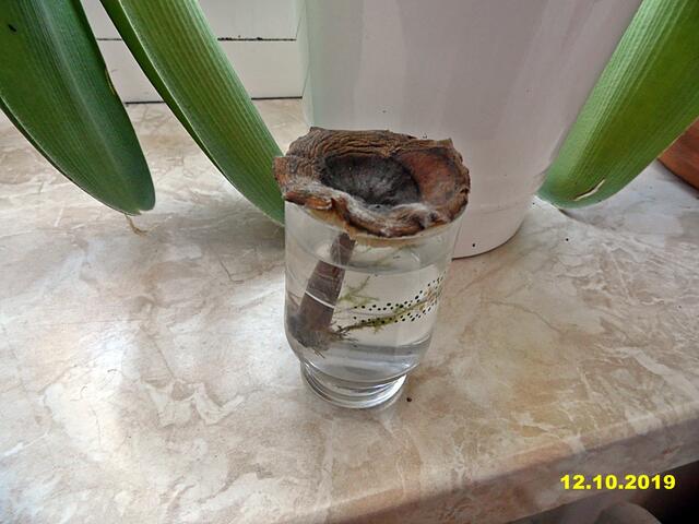 Das Leben eines Pilzes in einem Schnapsglas !