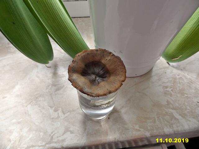 Das Leben eines Pilzes in einem Schnapsglas !