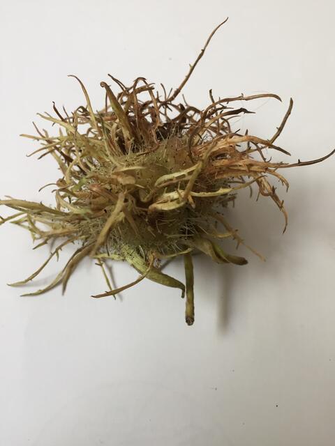 Byzantinischer Hasel