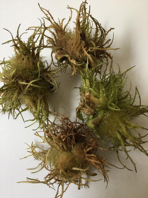 Türkische Haselnuss