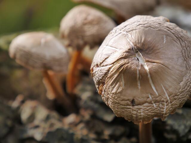 Pilze am Wegesrand