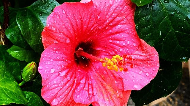 12. - 18. Oktober 2019. Blumenriviera. Italien. Weinprobe und Dolceacqua.