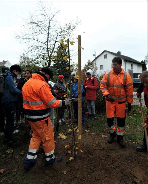 Die Stadtgärtner sorgen für sicheren Stand des Bäumchens