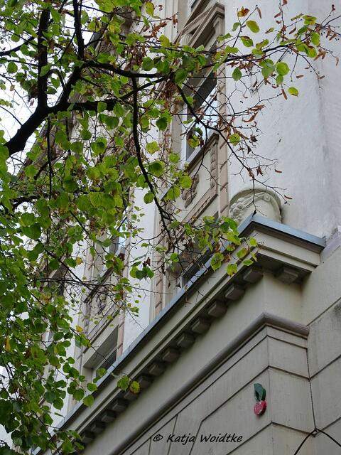 Kirsche in der Geibelstraße in Hannover - Südstadt (Foto: Katja Woidtke)
