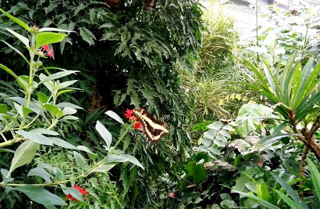 Tropische Pflanzenpracht mit Schmetterling