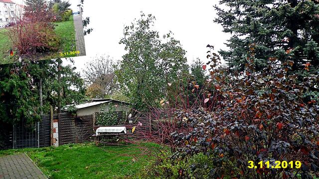 42  3.11.2019 - Sonntagsbilder - Fliederbaum (44) ! Temp: 6:13 10,6°C um 10:14 15,3°C / Es werden Höchsttemperaturen von 15° (gefühlt: 14°) und schwacher Wind (13 km/h) aus Süd mit starken Böen (39 km/h) erwartet. Es kommt zu Niederschlagsmengen von 3 - 5 l/m², die Niederschlagswahrscheinlichkeit beträgt 44%, die Sonne scheint 1,5 Stunden.