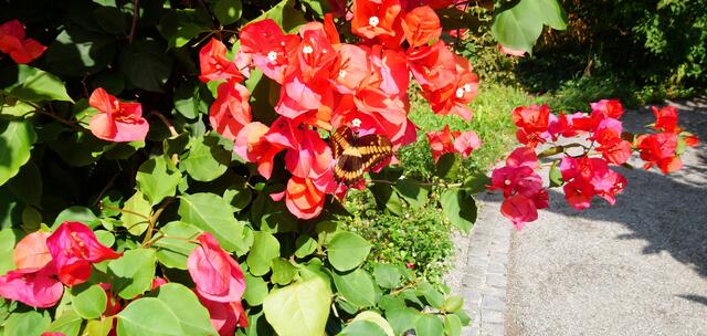 Hier ist ein Schmetterling aus dem Schmetterlingshaus entflogen.