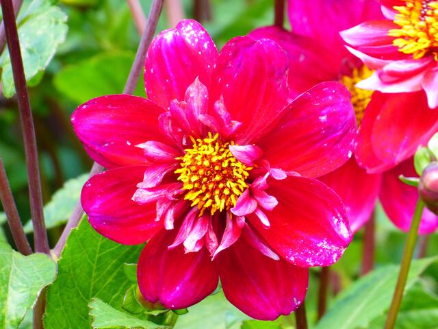 Dahlienblüte