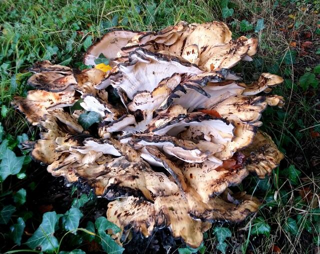 Interessanter Pilz