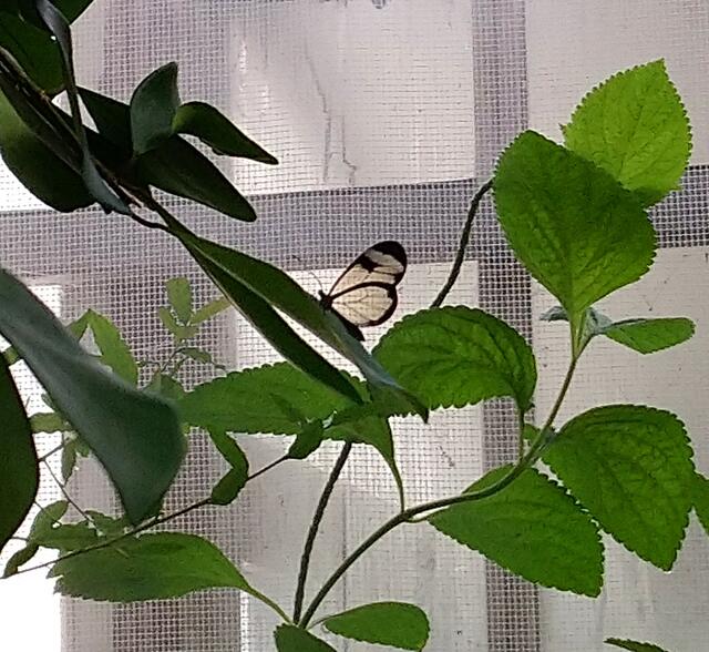 Ein Schmetterling mit durchsichtigen Flügeln