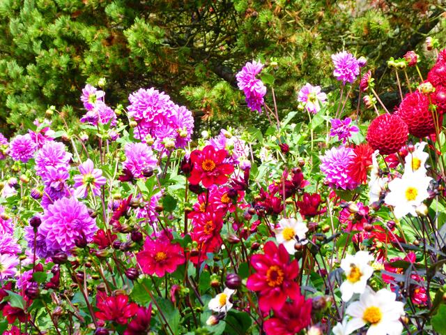 Dahlienbeet
