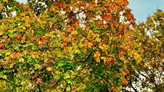 12. - 18. Oktober 2019. Blumenriviera. Italien. 
Heimfahrt II.
Von Memmingen nach Hannover.
18. Oktober 2019.