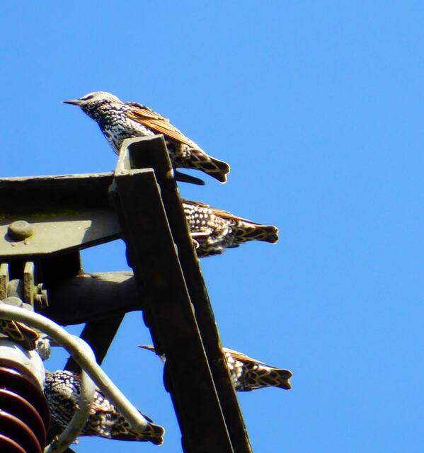 Bei einer Wanderung sind wir diesen Staren begegnet.
