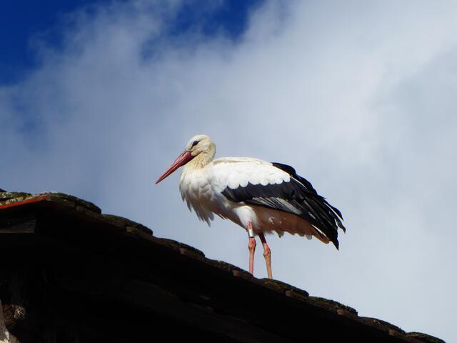 Zum Schluss ein Storch