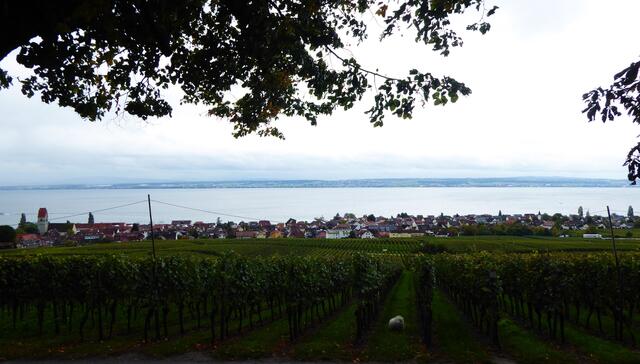 Blick über Immenstaad: Hier ist mir ein Hund ins Bild geraten.